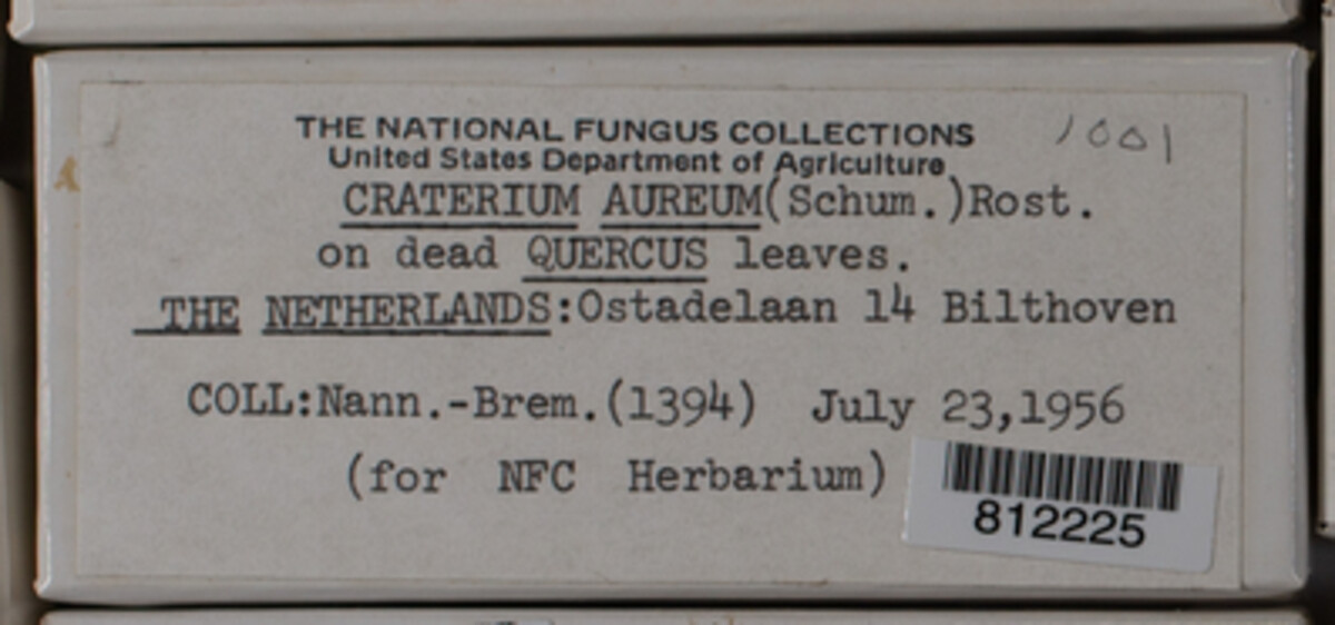 Craterium aureum image